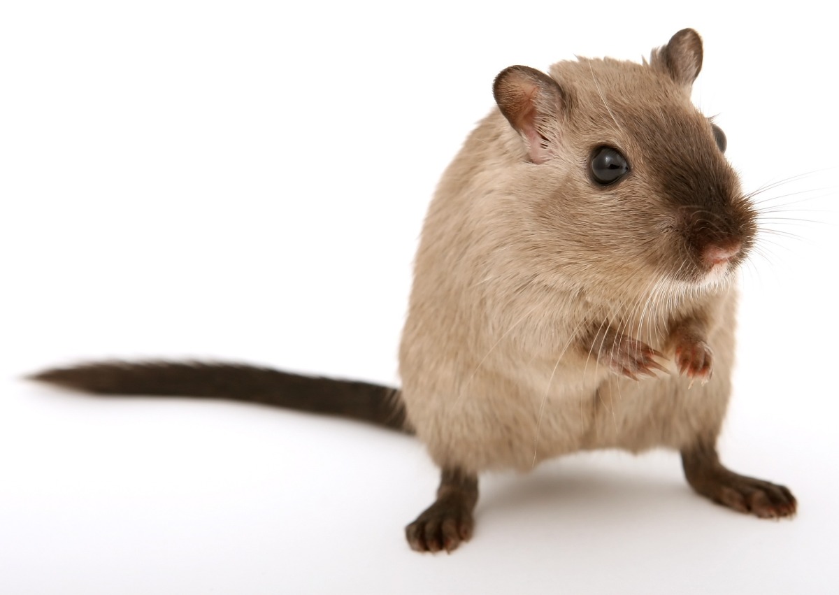 Recette de grand-mère pour tuer les rats: utile - ALLO FRELONS